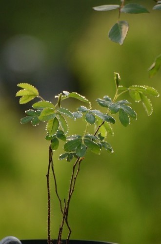 c0186463_23475830.jpg