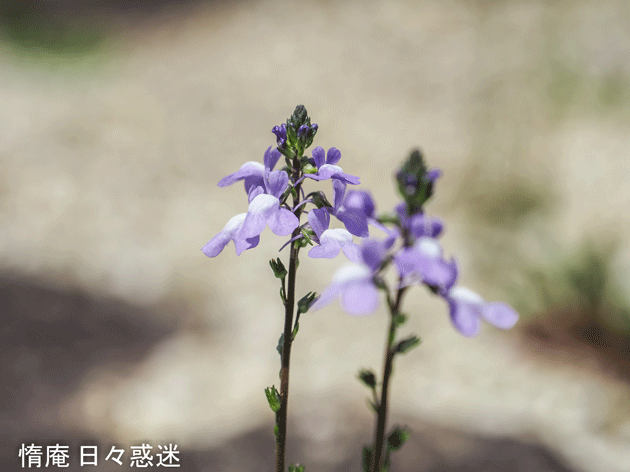 e0346064_17513730.gif