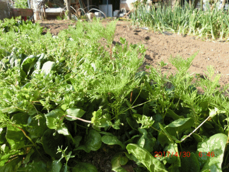 d0007071_20244877.gif