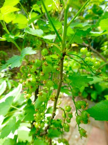 c0040472_18283992.jpg
