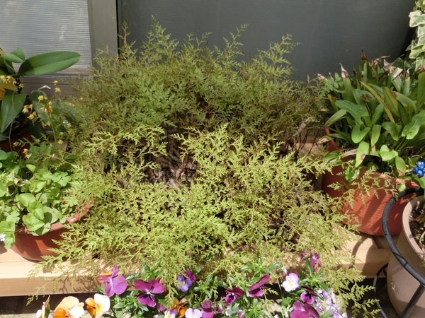 e0131399_0284476.jpg