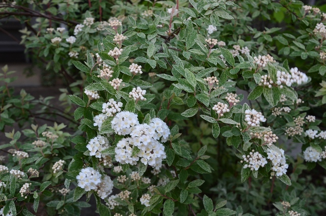 c0124100_16192856.jpg