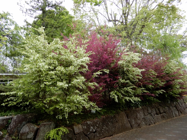 e0025300_16225924.jpg