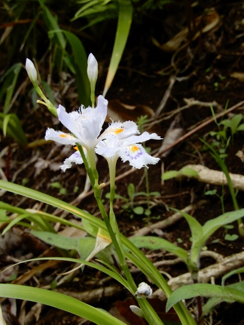 e0025300_1628420.jpg