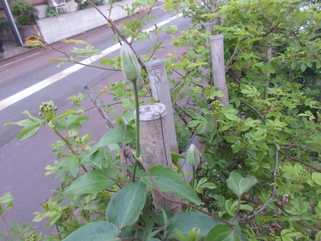 a0203003_22165564.jpg