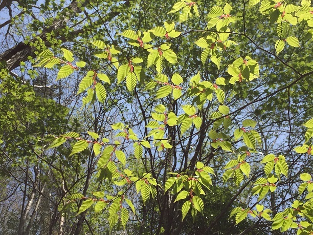 f0364707_09565768.jpg