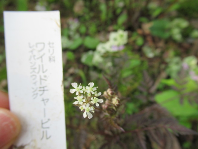 f0297809_22484924.jpg