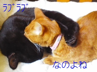 b0200310_850477.jpg