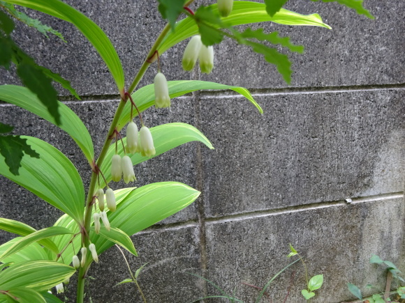 b0163121_22181083.jpg