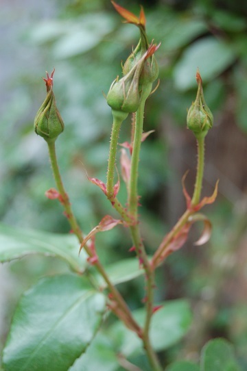 e0071324_21364307.jpg