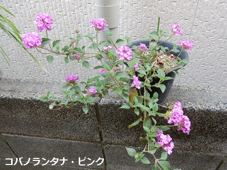 e0033229_1829759.jpg