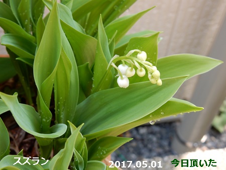 e0033229_18325662.jpg