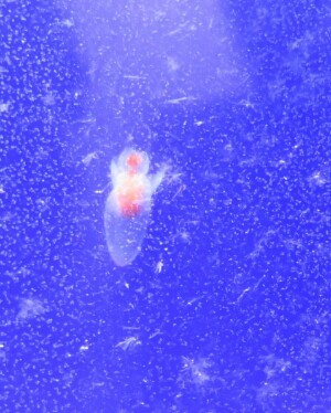 c0292342_19091472.jpg