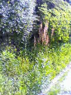 e0150843_1056486.jpg