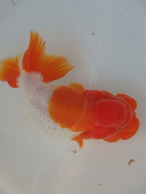 f0334143_9421044.jpg