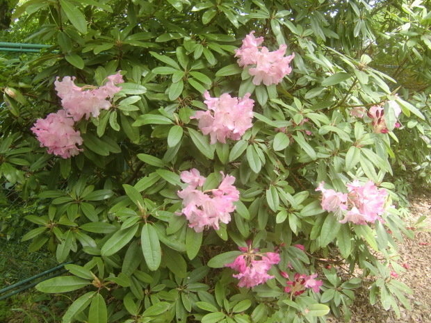 f0329849_22254555.jpg