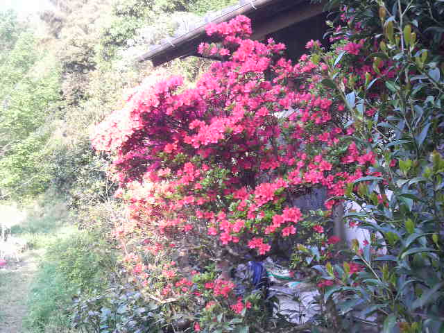 a0313160_0482666.jpg
