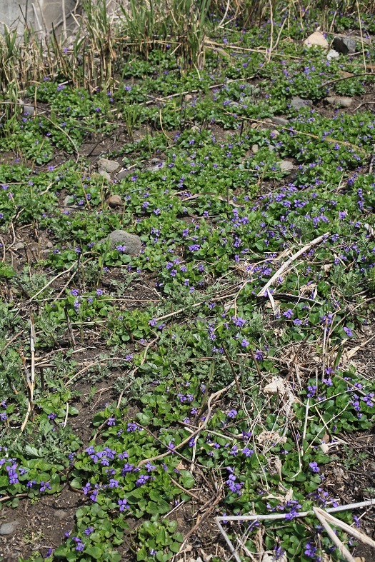 e0304170_19174928.jpg