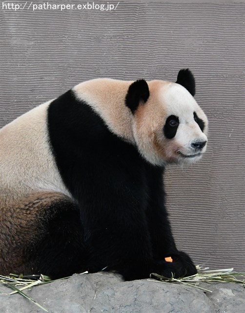 a0052986_7102826.jpg