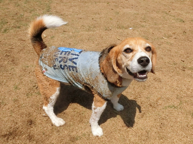 a0319693_804126.jpg