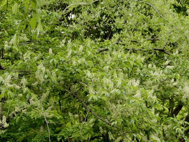 e0025300_1633135.jpg