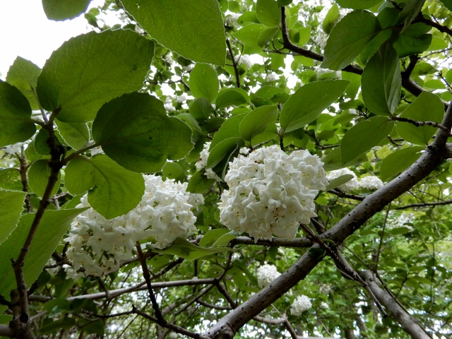 e0025300_16415199.jpg