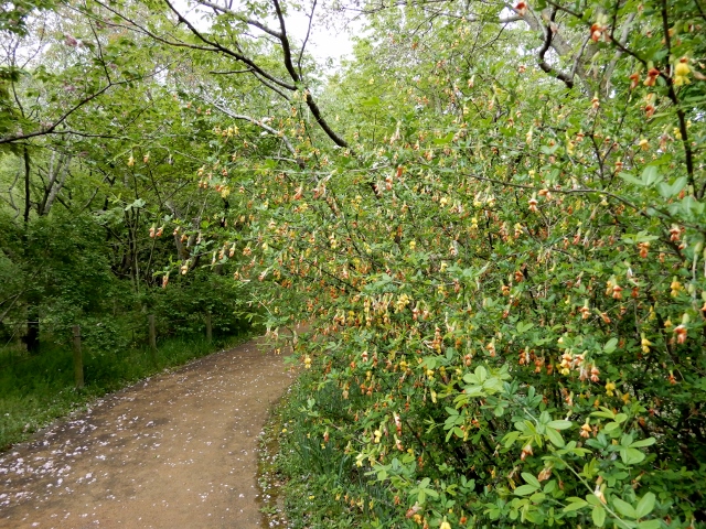 e0025300_1656149.jpg