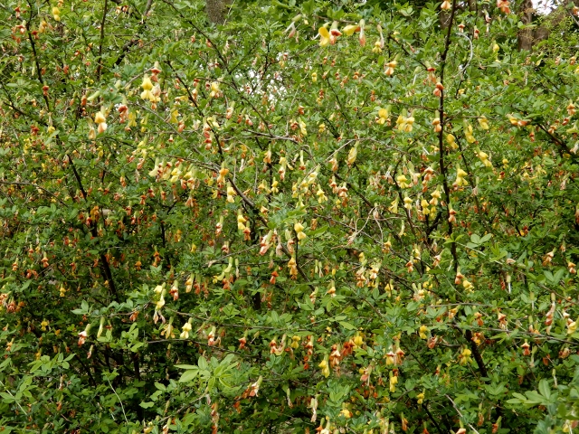 e0025300_16575978.jpg