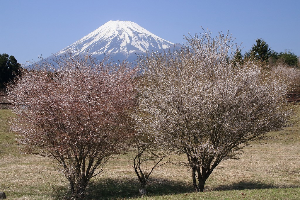 a0188405_21230660.jpg