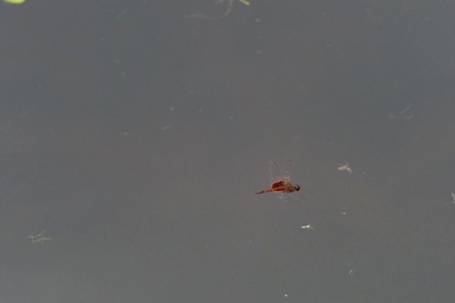 c0369423_21491398.jpg