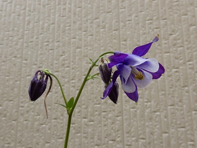 e0033229_19342123.jpg