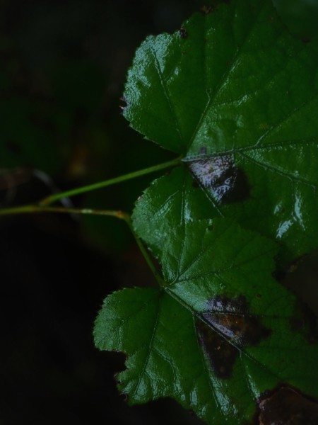 c0133533_22322452.jpg