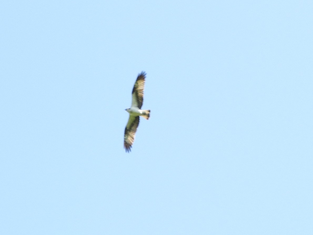 f0113136_20245952.jpg
