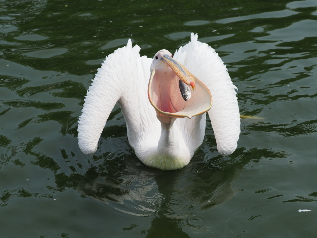 c0186760_11284986.jpg