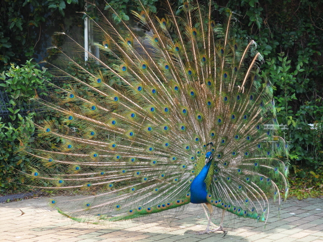 c0186760_12342117.jpg