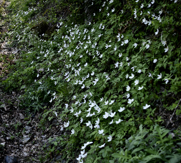 e0064375_17294082.jpg