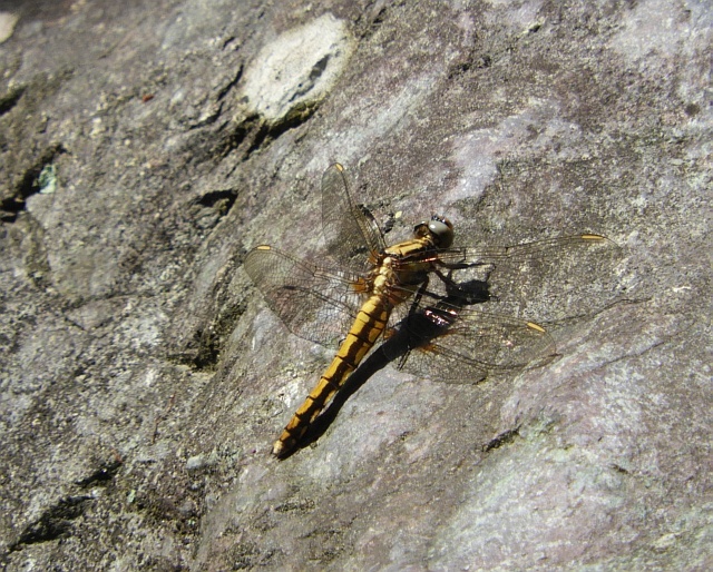 f0378979_13333064.jpg