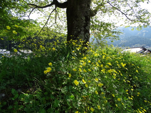 b0159780_14314559.jpg
