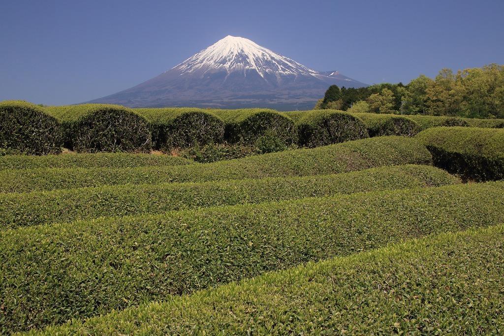 a0188405_15482329.jpg
