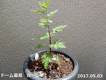 e0033229_1544046.jpg