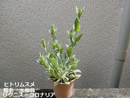 e0033229_15583745.jpg
