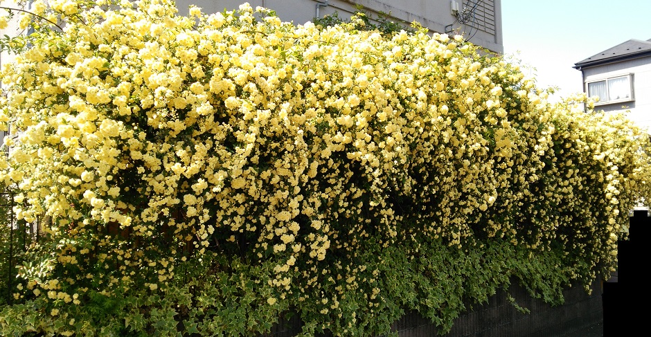 f0002833_17461570.jpg