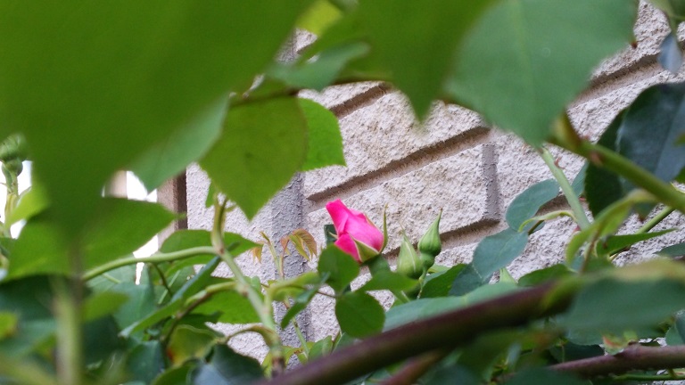 f0002833_17525179.jpg