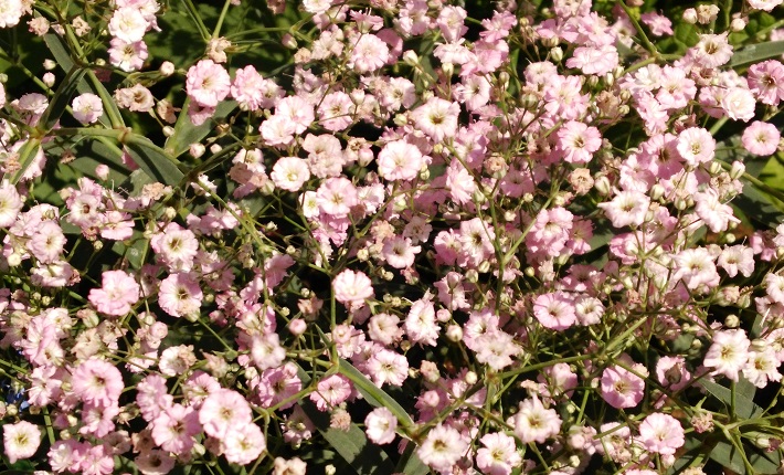 f0002833_1754064.jpg