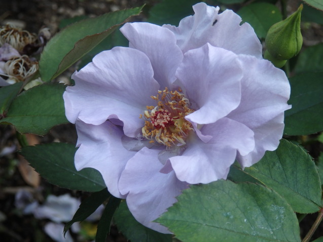 a0054240_21214144.jpg