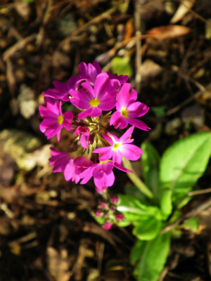 c0006745_06573699.jpg