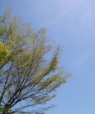 e0001558_15385357.gif