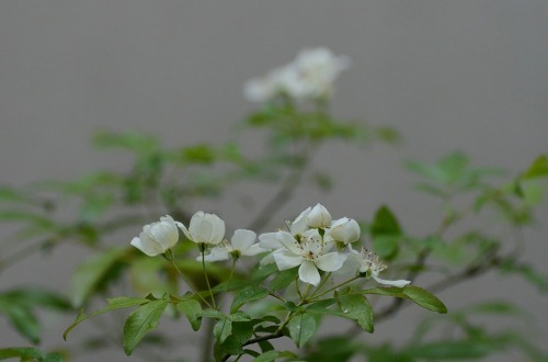 c0186463_01102399.jpg
