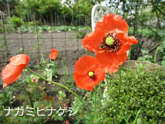 a0143388_13461233.jpg