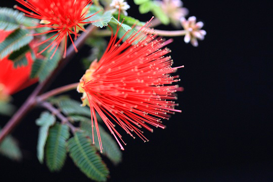 a0222494_10230903.jpg